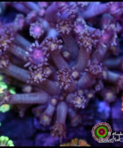 Yellow eye goniopora