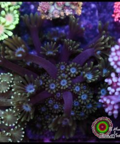 Blue eye alveopora