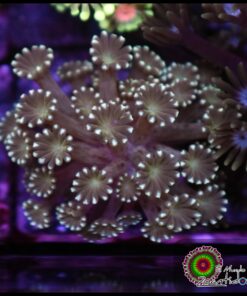 Green alveopora