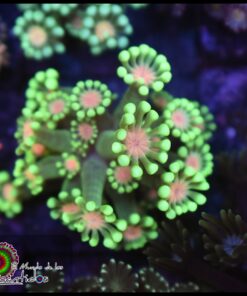 Alveopora ultra