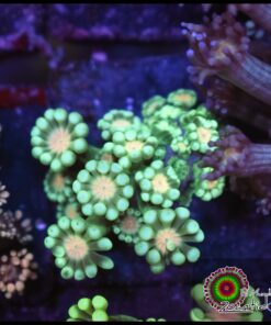 Alveopora orange eye