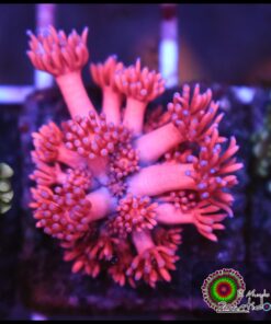 Pink goniopora