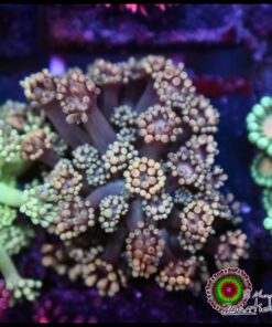 Yellow goniopora
