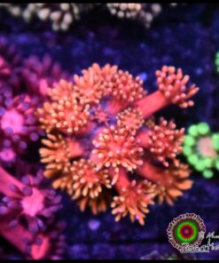 Pink rainbow goniopora