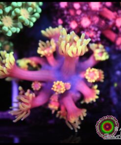 Ironman goniopora