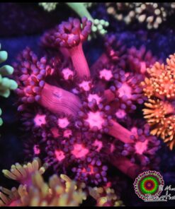 Cherry goniopora