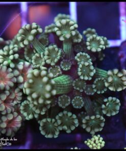 Green alveopora