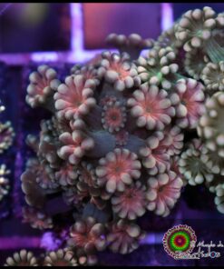 Cherry alveopora