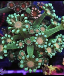 Orange eye alveopora