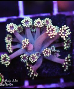Fantascy goniopora