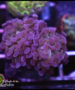 Hammer branch bicolor