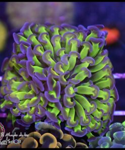 Hammer branch toxic purple tips