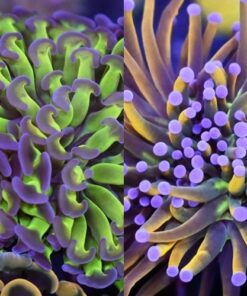EUPHILLIAS