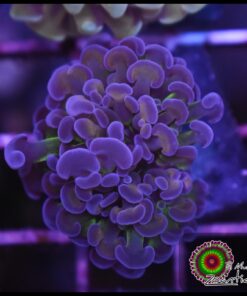 Hammer branch rainbow kaleidoskope