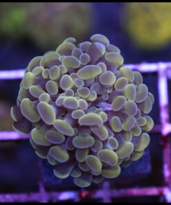 Hammer branch bicolor
