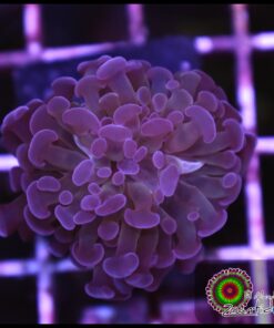 Hammer branch purple