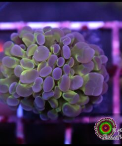 Hammer branch purple tips