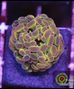 Hammer branch rainbow hollogram