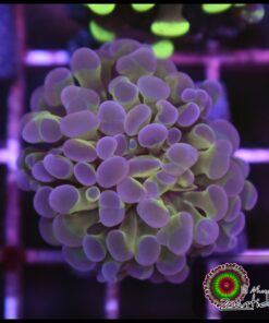 Hammer branch purple tips