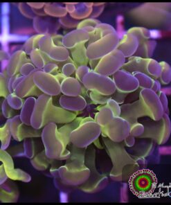 Hammer branch purple tips