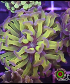 Hammer branch purple tips