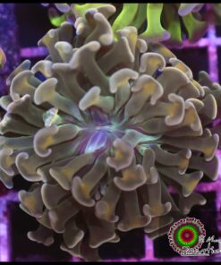 Hammer branch bicolor ultra