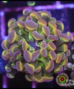 Hammer branch rainbow hollogram