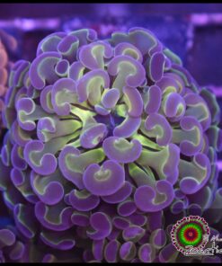 Hammer branch purple tips