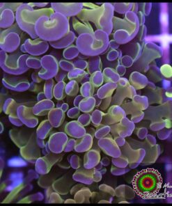 Hammer branch purple tips