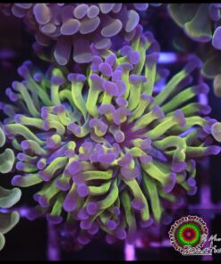Hammer branch purple tips