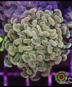 Hammer branch bicolor ultra
