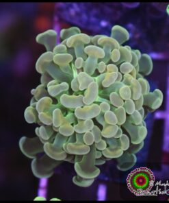 Hammer branch bicolor ultra
