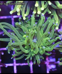 Purple tips torch