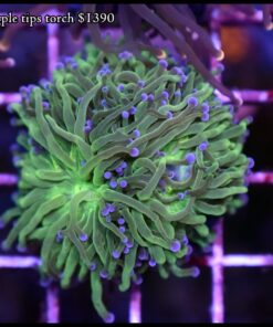 Purple tips torch