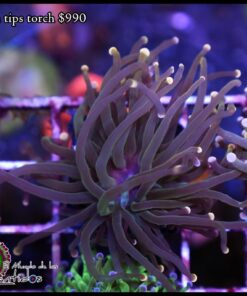 Peach tips torch