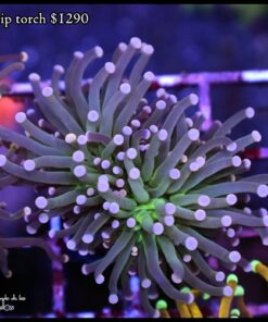 Pink tip torch