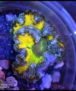 Rock flower anémona rainbow