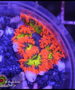 Rock flower anémona rainbow