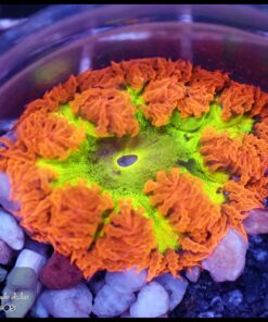 Rock flower anémona rainbow