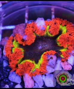 Rock flower anémona rainbow