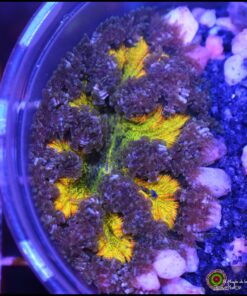 Rock flower anémona rainbow
