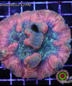 Pink wellsophyllia