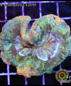 Rainbow wellsophyllia