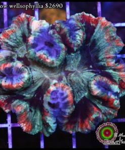 Rainbow wellsophyllia