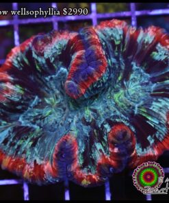Rainbow wellsophyllia