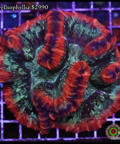 Red wellsophyllia