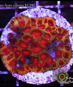 Inferno favia colonia