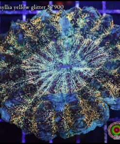 Acantophyllia yellow glitter