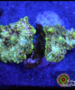 Green spotted mushroom
