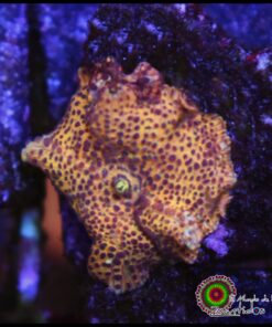 Leopard mushroom